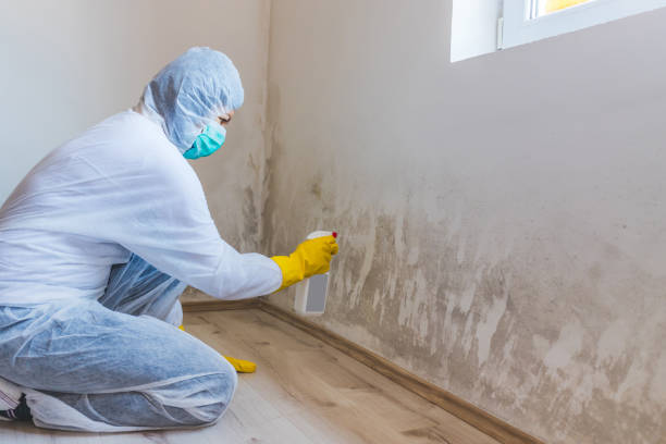 Licensed Mold Remediation service in Apex, NC - WQB Mold Removal